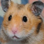 HammyHamster